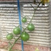 Green Tomatoes by redy4et