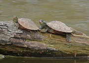 29th Apr 2020 - Northern Map Turtles