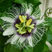 Passion Flower by onewing