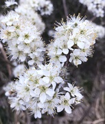 8th Apr 2020 - White blossom...
