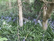 12th Apr 2020 - Blue and White bells....