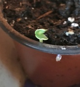 21st Apr 2020 - First seedling....