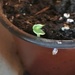 First seedling.... by anne2013