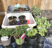 2nd May 2020 - Ready for planting....