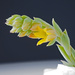 Succulent Flowers by ianjb21