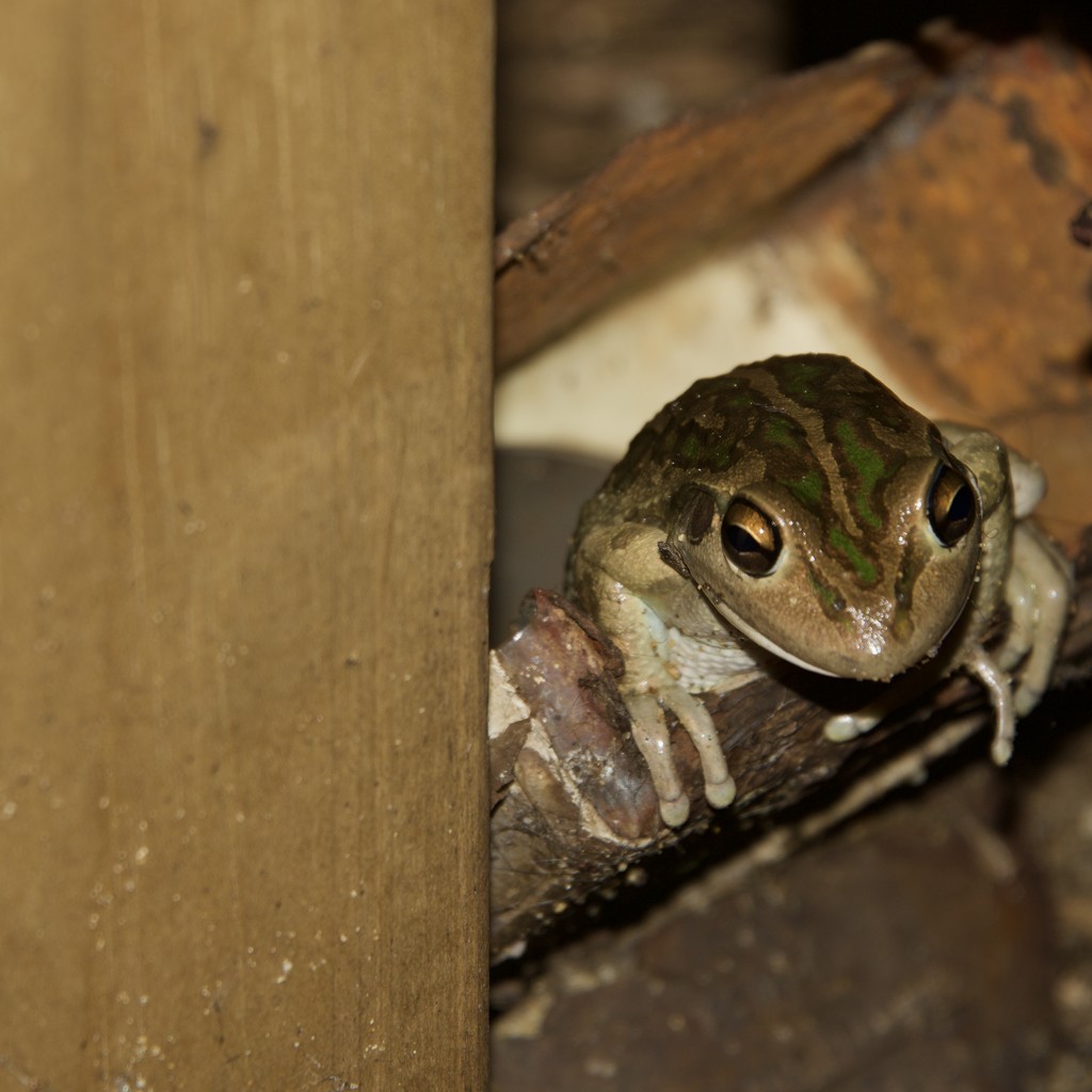  Peek A Boo With A Frog DSC_8262 by merrelyn