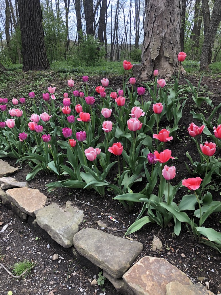 Bobbie's Tulips by graceratliff