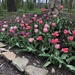Bobbie's Tulips by graceratliff