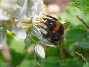 1st May 2020 - Bee on Choisya Flowers
