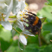 Bee on Choisya Flowers by jon_lip