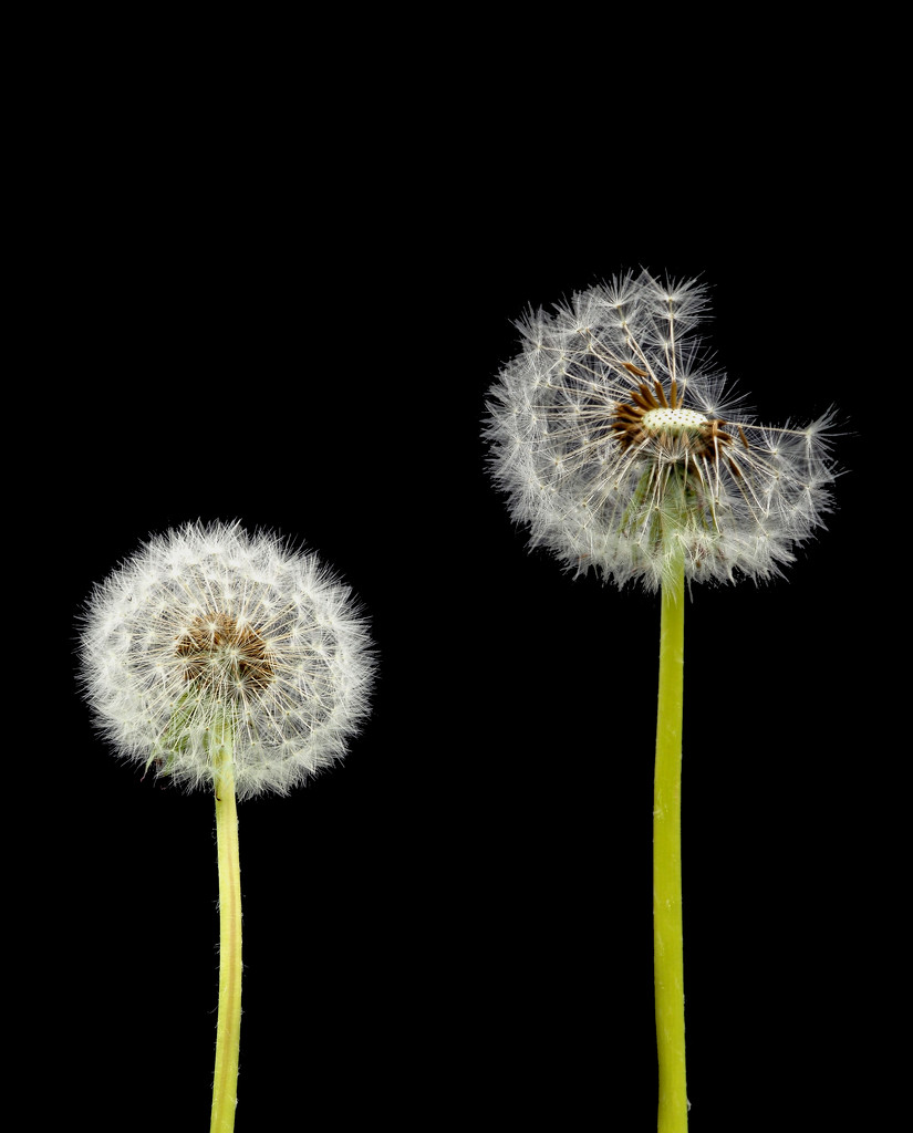 Two dandelions awaiting a breeze by jon_lip