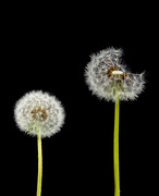 2nd May 2020 - Two dandelions awaiting a breeze