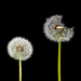 Two dandelions awaiting a breeze by jon_lip