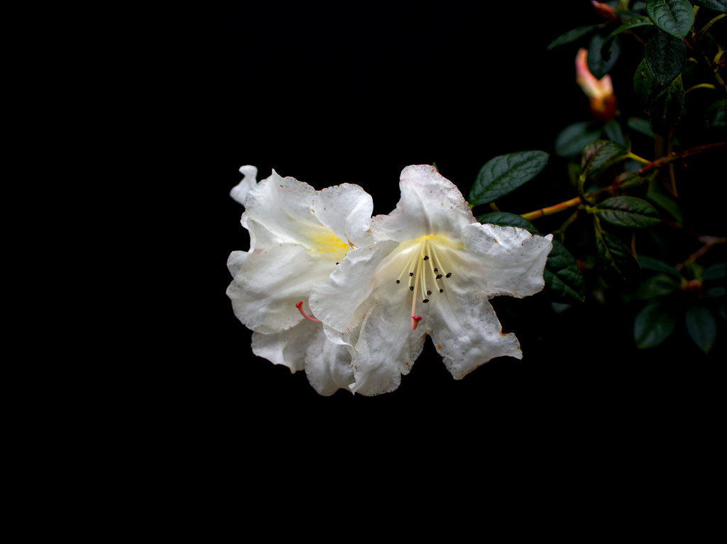 Rhododendron growing in a pot against our garage wall by jon_lip