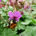 Busy Bumble Bee by judithdeacon