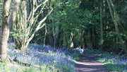 20th Apr 2020 - dog walking - bluebell woods