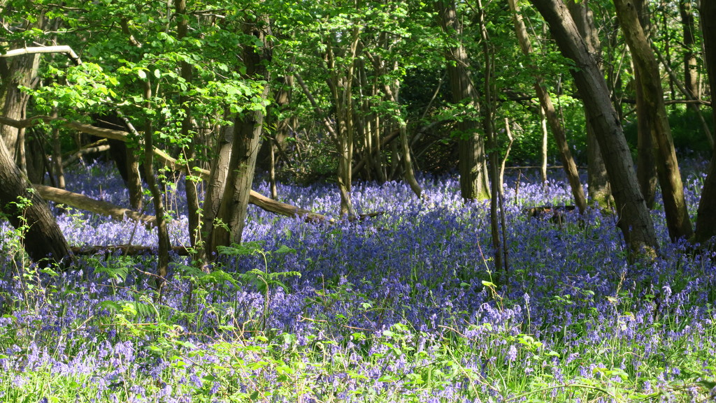 bluebell woods by mariadarby
