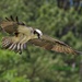 LHG-4333- osprey coming in landing by rontu
