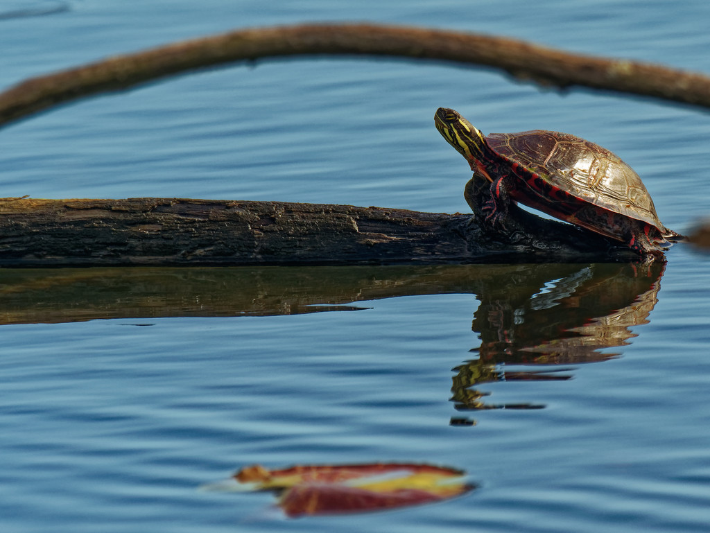 painted turtle closeup by rminer