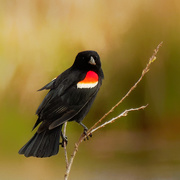 3rd May 2020 - red-winged blackbird