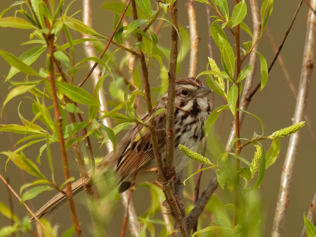 song sparrow and branches by rminer