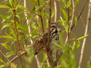 3rd May 2020 - song sparrow and branches