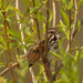 song sparrow and branches by rminer