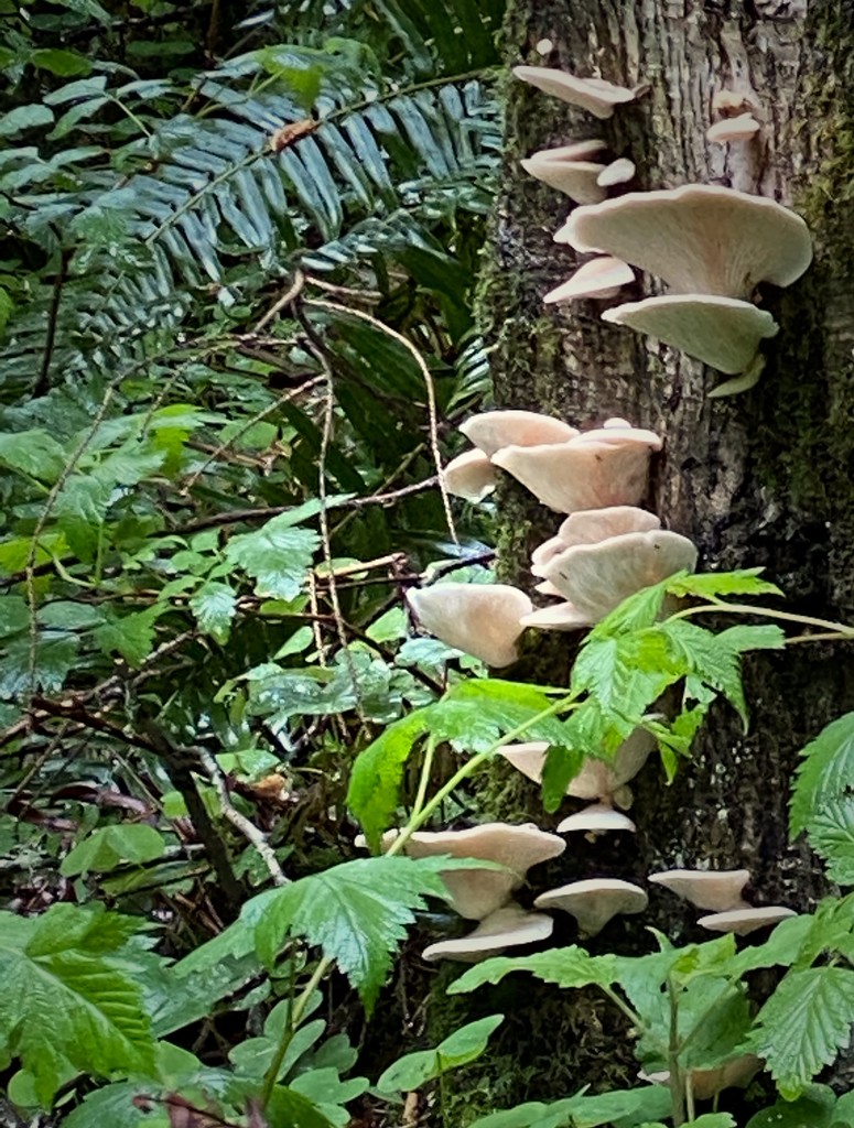 Oyster mushrooms by jgpittenger