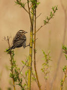3rd May 2020 - Female red-winged blackbird and branches