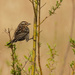 Female red-winged blackbird and branches by rminer