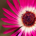 Livingstone Daisy by leonbuys83