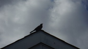 3rd May 2020 - Bird on a Rooftop