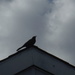 Bird on a Rooftop by spanishliz