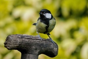 3rd May 2020 - GREAT TIT