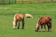3rd May 2020 - Horses at the park.