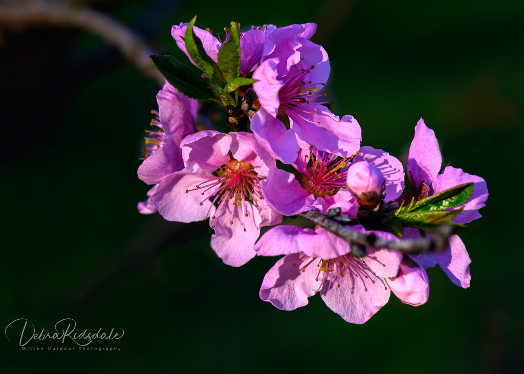 Flowering Peach Tree by dridsdale