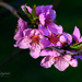 Flowering Peach Tree by dridsdale