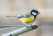 3rd May 2020 - Great Tit 