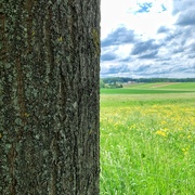 5th May 2020 - Half tree/ half landscape. 