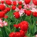 Red Tulips And Friends by randy23