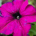 Petunia by larrysphotos