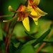 Trout Lily  by jayberg