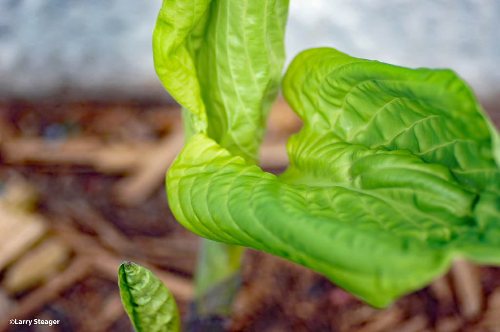 Hastas Leaf by larrysphotos