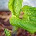 Hastas Leaf by larrysphotos