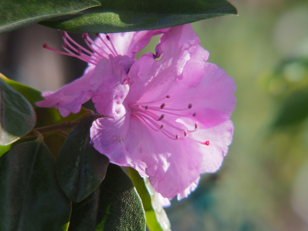 Rhododendron  by tosee