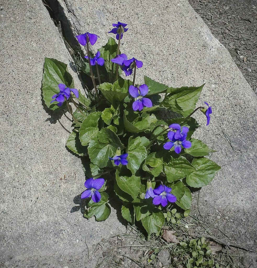 Violets on curb by houser934