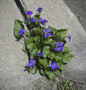 3rd May 2020 - Violets on curb