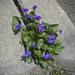 Violets on curb by houser934