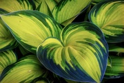 3rd May 2020 - Hosta after the rain 