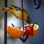 3rd May 2020 - Mrs. Oriole 